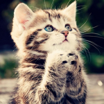 Kitty fans!