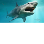 SHARKS T-REX CLUB