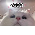 CHESSE SQAD