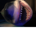 study shark