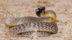 THE AUSSIE SNAKE