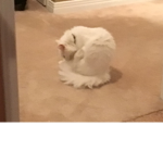 Cat#Nation