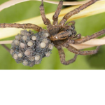 I love spiders