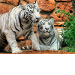 The Big Cats Feline Group