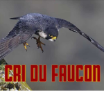 faucon d'élite