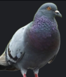 The Pigeon Birds Group