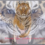 Siberian Tiger ®