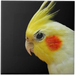 The Bird Cult!