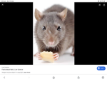 Rat hideout