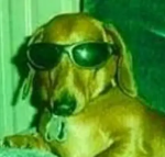 Doglikers