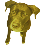 GOLDEN ALMIGHTY PERRO