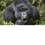 Gorilla War