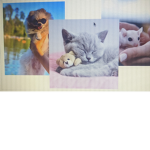 Cats mice pups and luvs