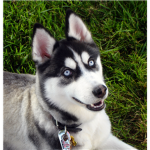 Dog's Rule!!!