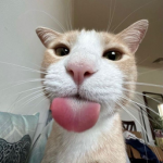 ḿ.ḥ