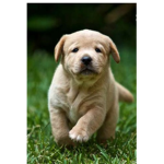 Puppy power :D