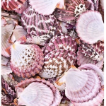 LB seashell clothes