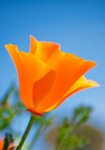 Flowers in the Wind