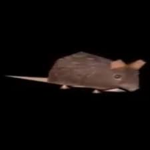 |-Rat cult-|