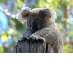 Koala Gang Gang :3