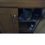 I like you. Cats
