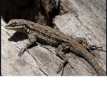 Lizard Fan Group :)
