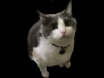 Da baby cat
