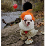 why did i do this to my dog