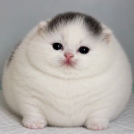 j ᅠᅠ