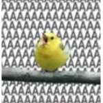 The Birb Tribe