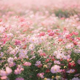 * Flower Obby *