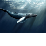 Save the whale’s squad