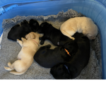 Dog Fan Group!!!:)