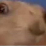 my hamster died