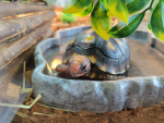 Kai's Group of Tortoises