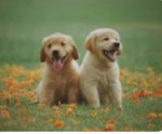 Doggypets