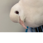 B i r b
