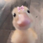 Sillyducklings