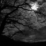 Midnight Dreamers