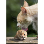 Cats and hamsters