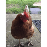 Squad chick