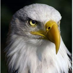 United Clans™