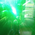 Leave No Trace ENT
