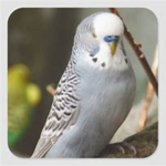 FUDGE THE BIRB