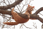 cat stuck in tree fan club