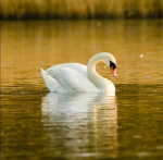 The Swan Community