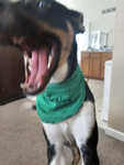 People who love Blaze (my dog)