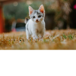Kittenz fan club