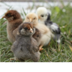 •Chicken Friends•