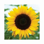 Annoying Sunflower Child